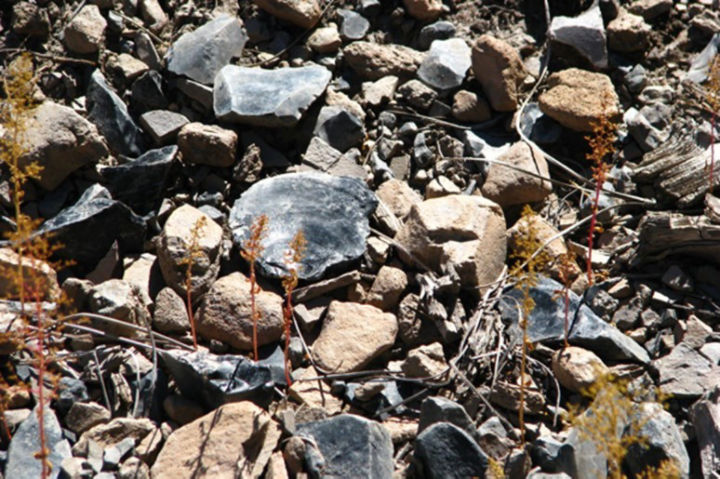 Image of obsidian in the field, Image from the Field Museum